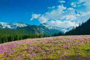 Crocuses meadow and the Mountains. Tatra Mountains in Poland photo